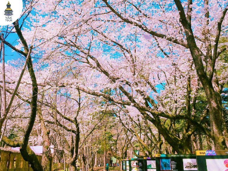 ซากุระ เกาหลี 2026 เกาะนามิ อุโมงค์ซากุระสุดโรแมนติก เมืองชุนชอน