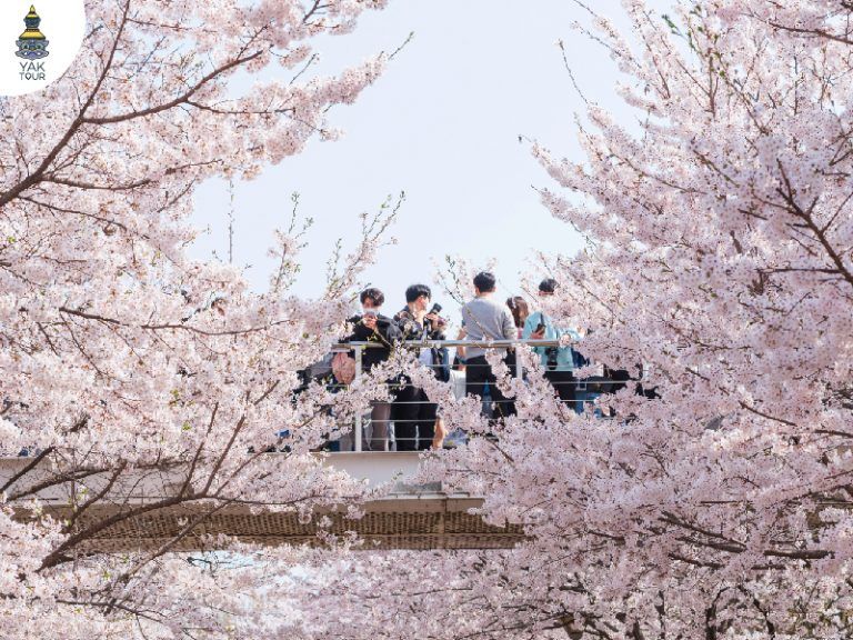 ซากุระสีพาสเทล ใน สวนป่ากลางกรุงโซล ประเทศเกาหลี