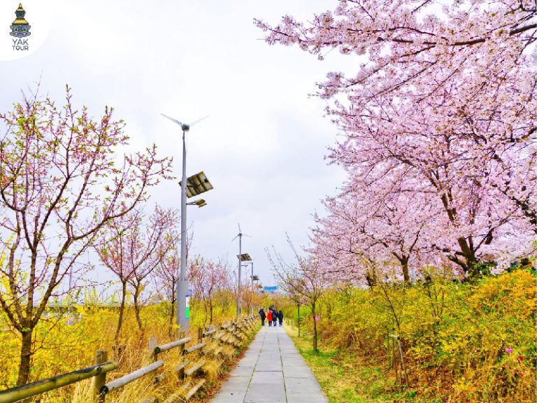 ต้นซากุระสวยงาม ใน อุทยานฮันคังยออีโด ประเทศเกาหลี