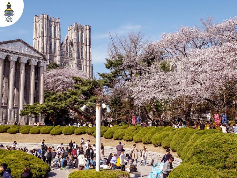 มหาวิทยาลัยคยองฮี และซากุระสวยงาม 