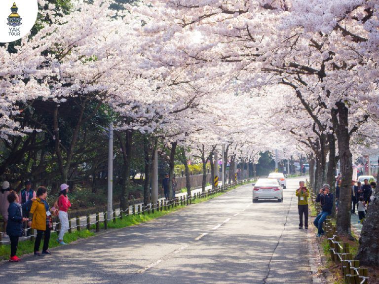 ซากุระ เกาหลี 2026 เกาะเชจู ถนนจอนนง ซากุระบานก่อนใครในเกาหลี