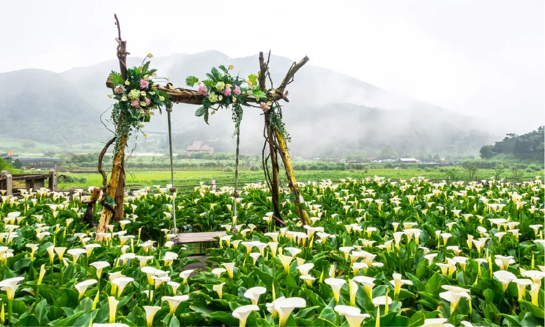 ทุ่งดอกคัลล่า ลิลลี่ (Calla Lily) สีขาวบานสะพรั่งที่จูจื่อหู อุทยานแห่งชาติหยางหมิงชาน ช่วงเดือนมีนาคม