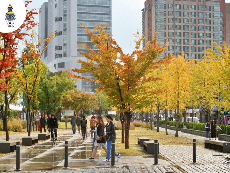 บรรยากาศทางเดินในสวนสาธารณะกยองอึยซอน ย่านยอนนัมดง ท่ามกลางอุโมงค์ต้นไม้ใบไม้เปลี่ยนสีสีเหลืองทองและส้มสดใสในฤดูใบไม้ร่วง