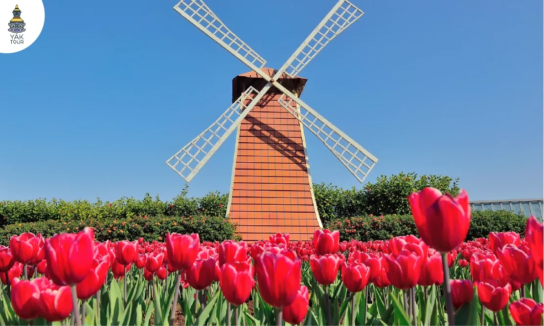 สวนดอกไม้จงเซ่อ Zhongshe Flower Market ทุ่งดอกทิวลิปสีส้มสดใสพร้อมกังหันลมสไตล์เนเธอร์แลนด์